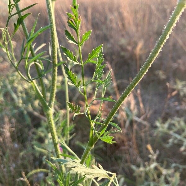 Daucus carota Hostoa