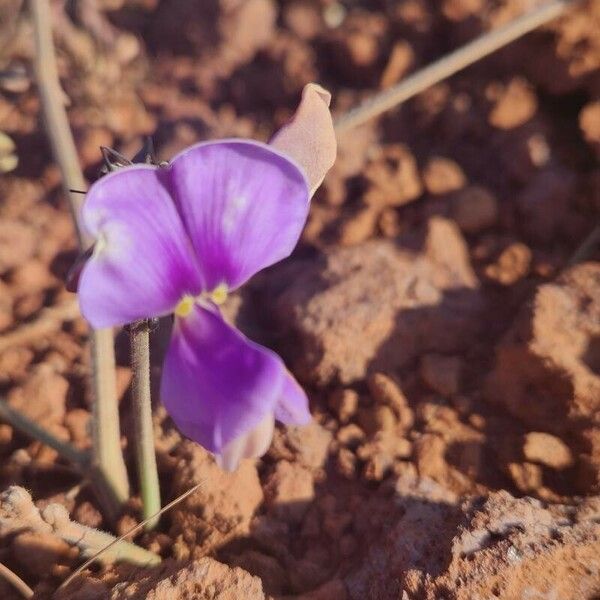 Vigna frutescens Λουλούδι