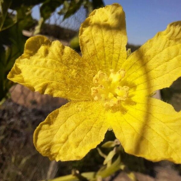 Luffa aegyptiaca Blüte