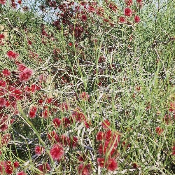 Calligonum polygonoides عادت داشتن