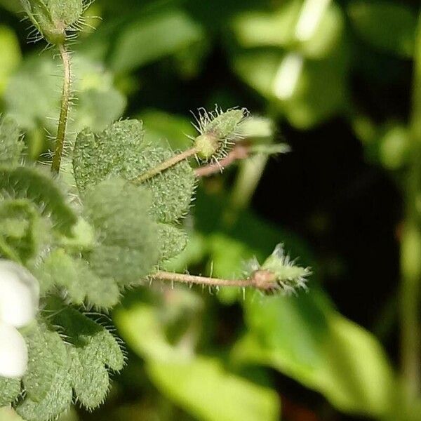 Veronica cymbalaria Fruto