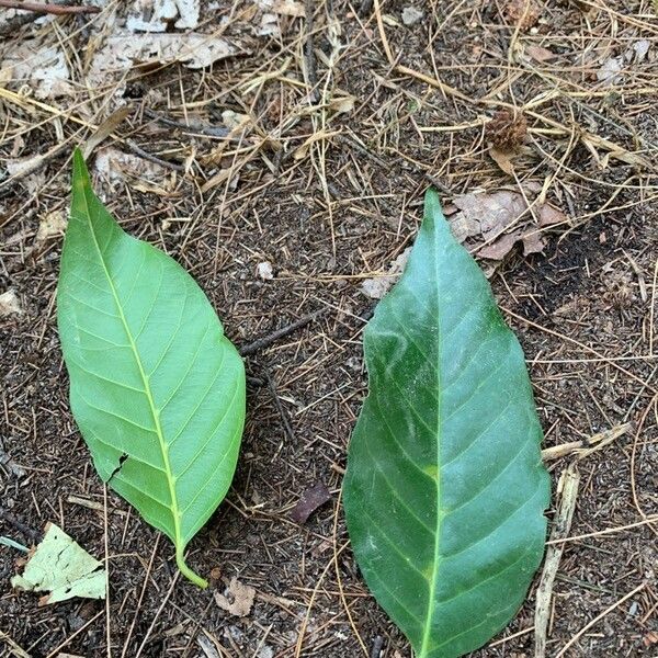 Hopea odorata Fuelha