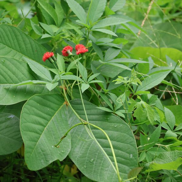 Senna reticulata Blatt