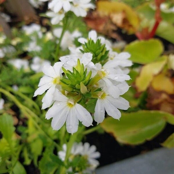 Scaevola plumieri Flor