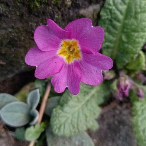 Primula vulgaris Цвят