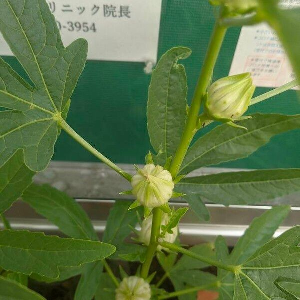 Hibiscus cannabinus Flor