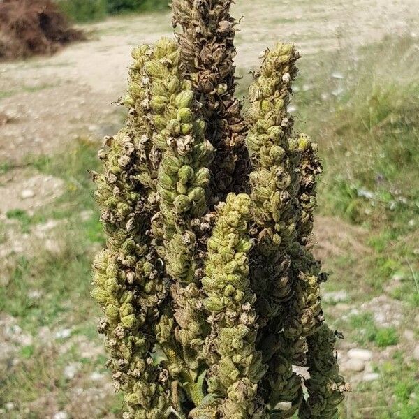 Verbascum thapsus Плод