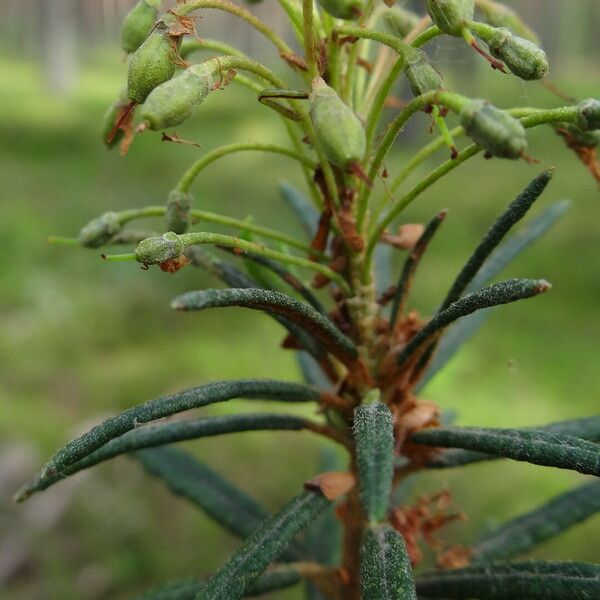 Rhododendron tomentosum Gyümölcs