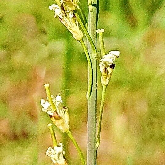 Turritis glabra Flors