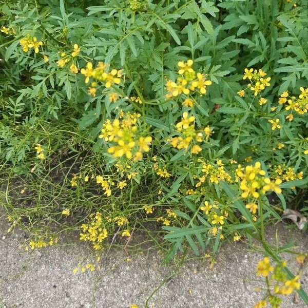 Rorippa sylvestris Flower