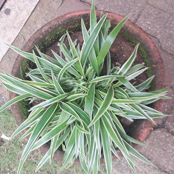 Chlorophytum comosum 叶