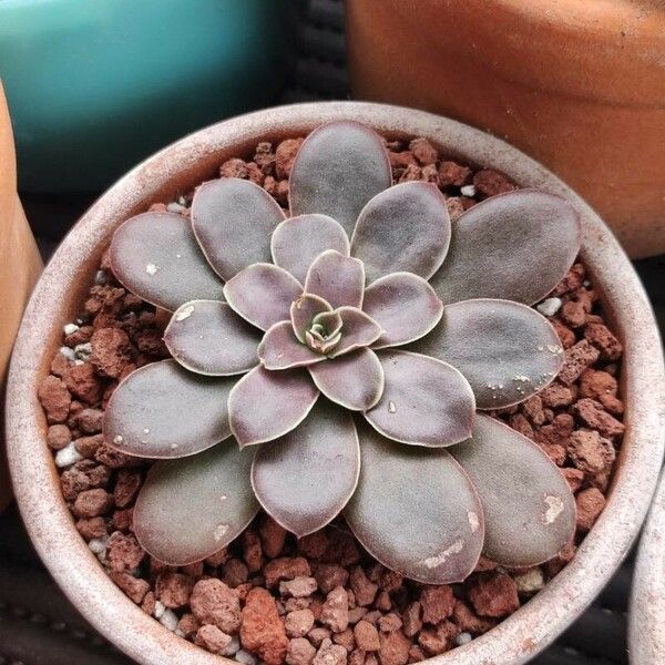 Echeveria carnicolor Blatt