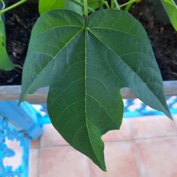 Carica papaya Lehti