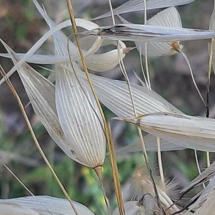 Avena sterilis Fiore