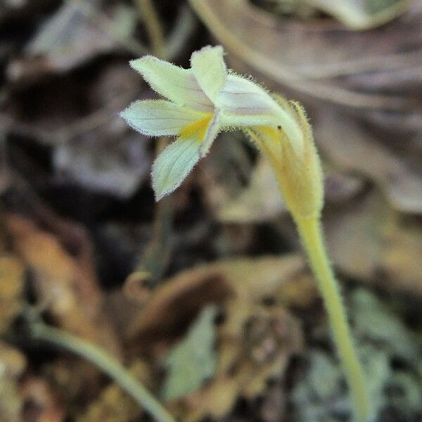 Orobanche uniflora फूल