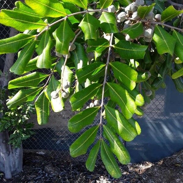 Cupaniopsis anacardioides Blad