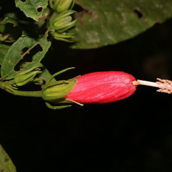 Malvaviscus arboreus Virág