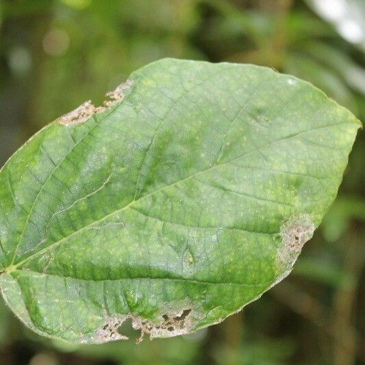 Ficus mauritiana Foglia