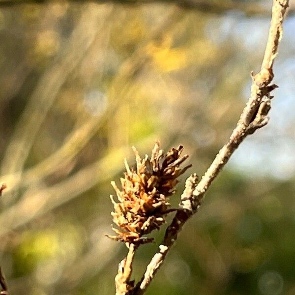 Betula humilis Плод