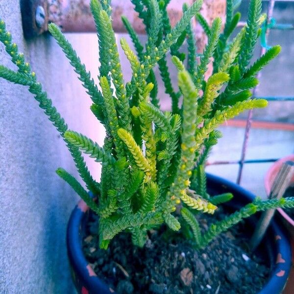 Crassula muscosa 葉