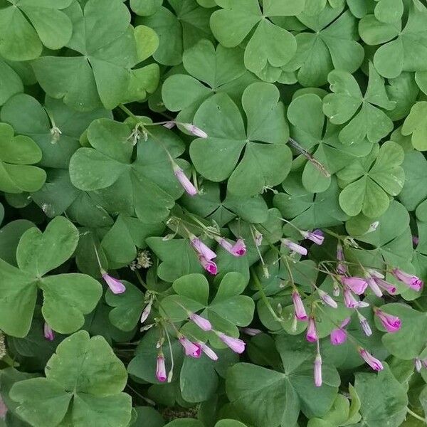 Oxalis articulata Kvet