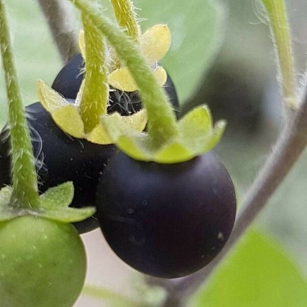 Solanum americanum Vrucht