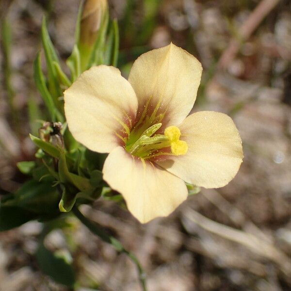 Schultesia guianensis Flower