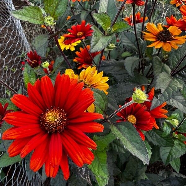 Heliopsis helianthoides Blad