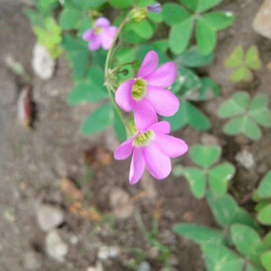 Oxalis latifolia Floare