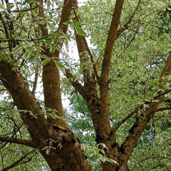 Acer negundo Bark