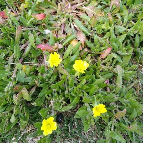 Oenothera laciniata Flors