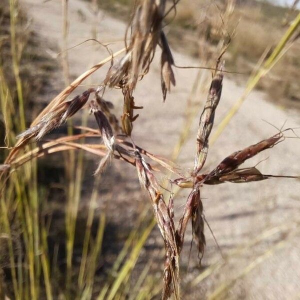 Hyparrhenia hirta Fruit