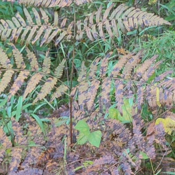 Pteris tripartita Blad