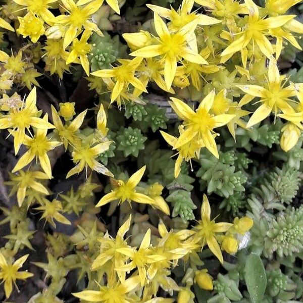 Sedum acre Flower