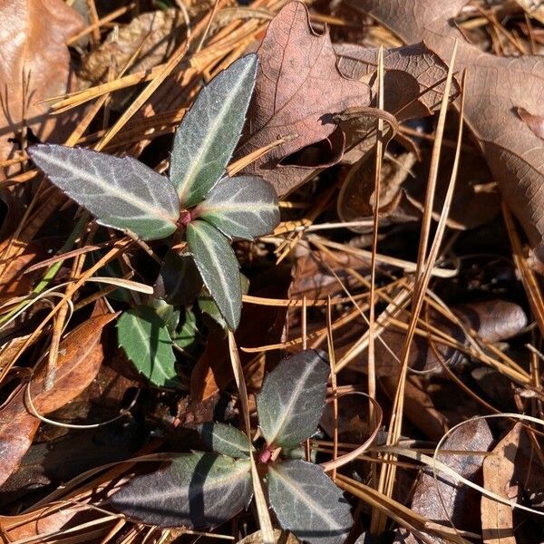 Chimaphila maculata Hoja