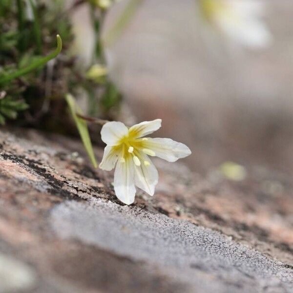 Gagea serotina Flower