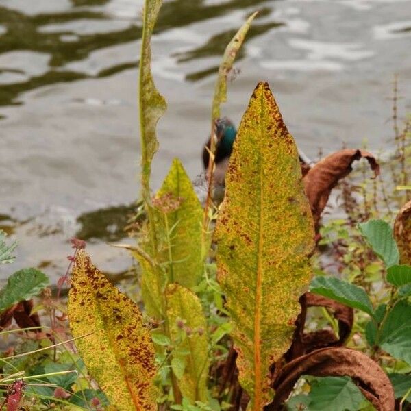 Rumex hydrolapathum Deilen