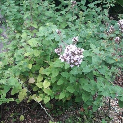 Origanum vulgare 花