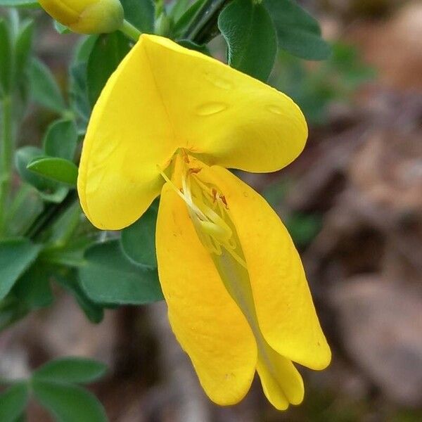 Cytisus scoparius Flower