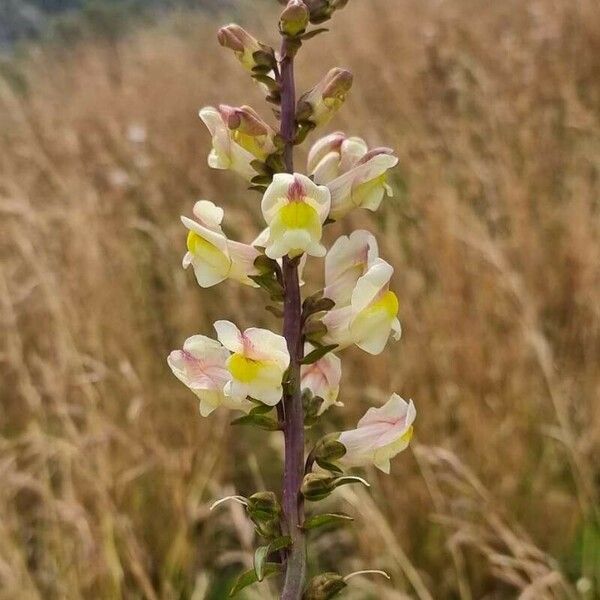 Antirrhinum siculum 花