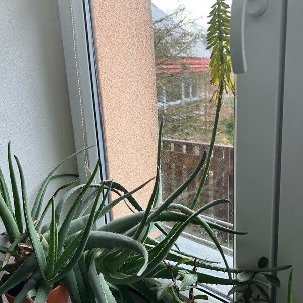 Aloe vera Blodyn