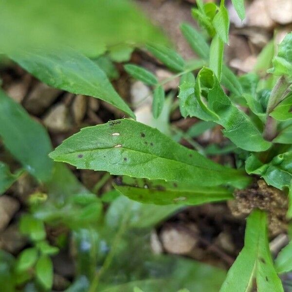 Penstemon pallidus Leaf