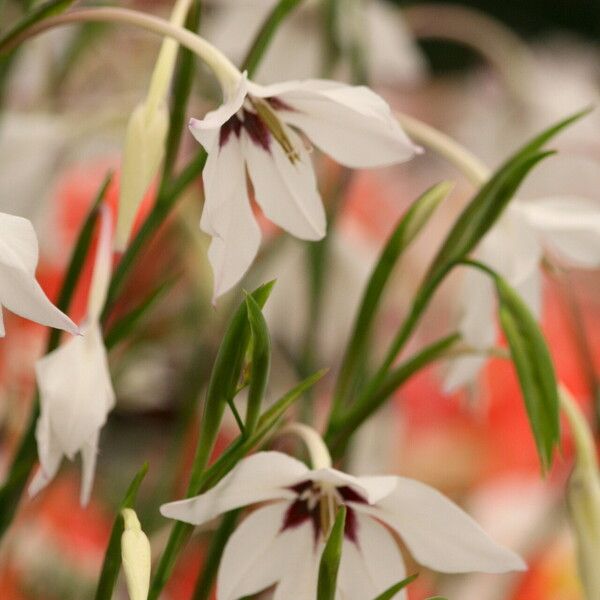 Gladiolus murielae 花