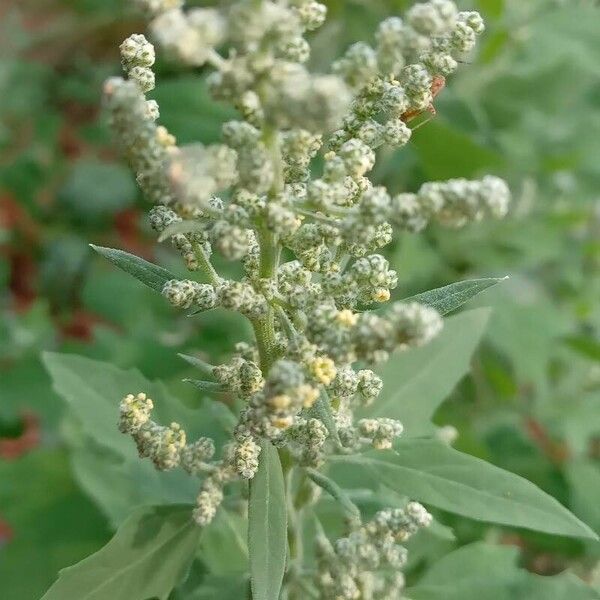 Chenopodium album Flor