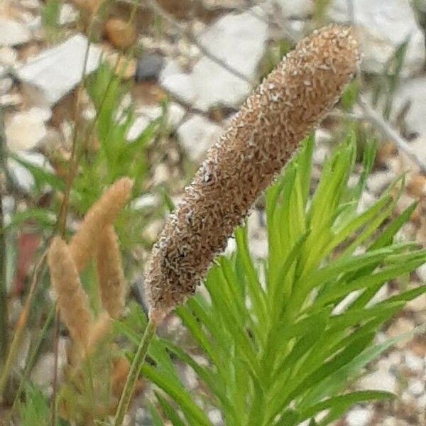 Phleum arenarium Çiçek