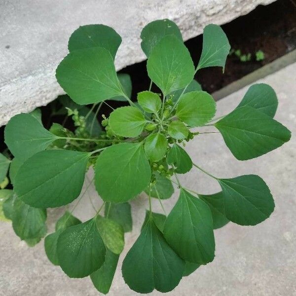 Acalypha macrostachya Leaf