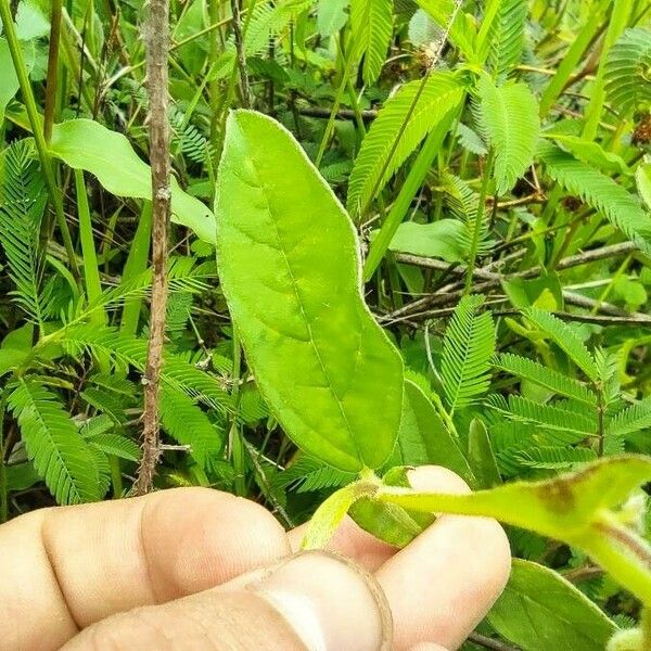 Crotalaria alata Leaf