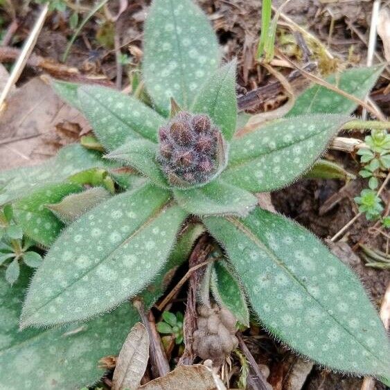 Pulmonaria longifolia Blüte
