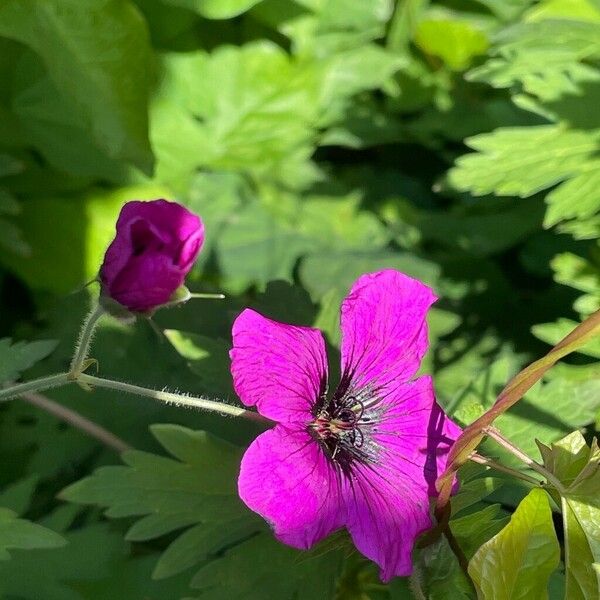 Geranium psilostemon ফুল