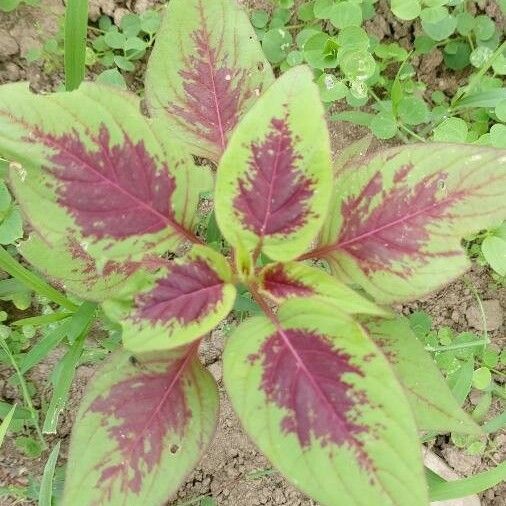 Amaranthus tortuosus Lehti